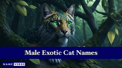 exotic cat names boy|unconventional cat names.